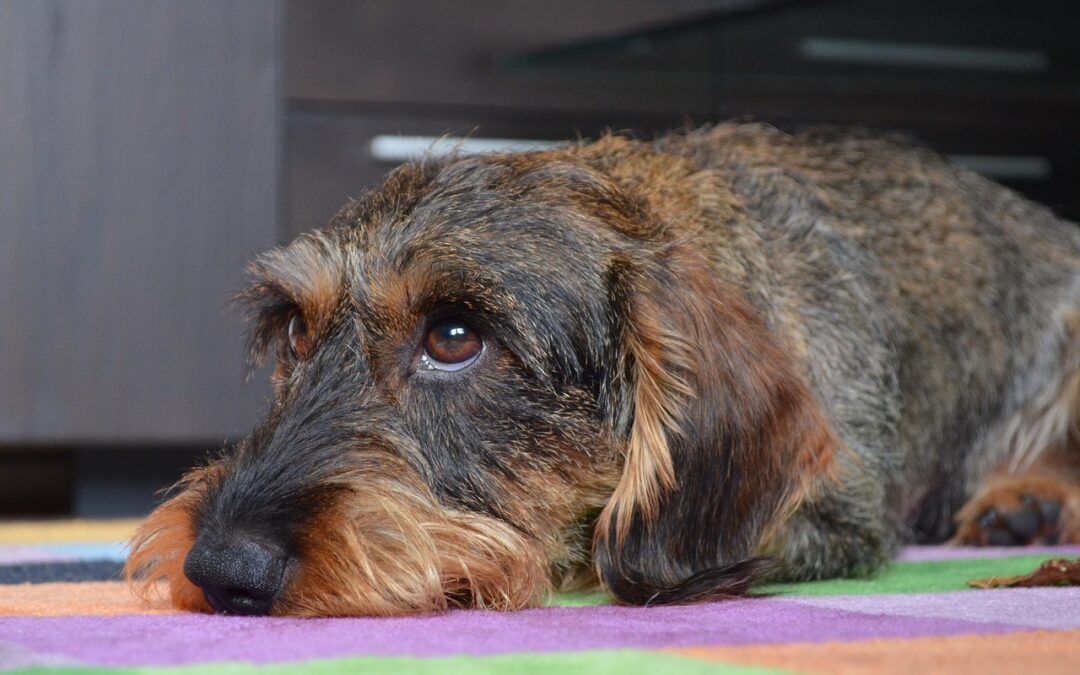 Genieße gutes Hundefutter von Reico Vital für die optimale Ernährung deines Hundes. Vertraue auf Qualität und sorge für Gesundheit.
