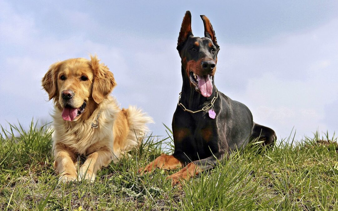 Genieße gutes Hundefutter von Reico Vital für die optimale Ernährung deines Hundes. Vertraue auf Qualität und sorge für Gesundheit.