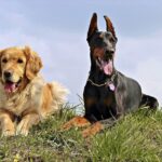 Genieße gutes Hundefutter von Reico Vital für die optimale Ernährung deines Hundes. Vertraue auf Qualität und sorge für Gesundheit.