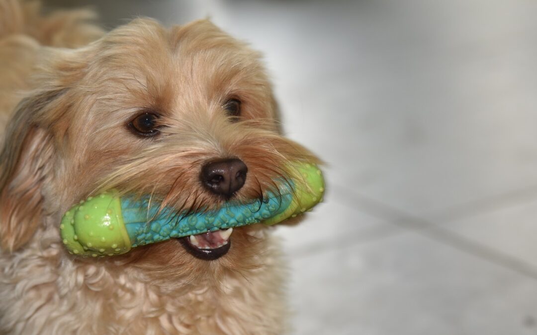 Wenn dein Hund Magen-Darm-Probleme hat, ist es Zeit für eine Veränderung. Mit Reico unterstützt du seine Verdauung für mehr Wohlbefinden.