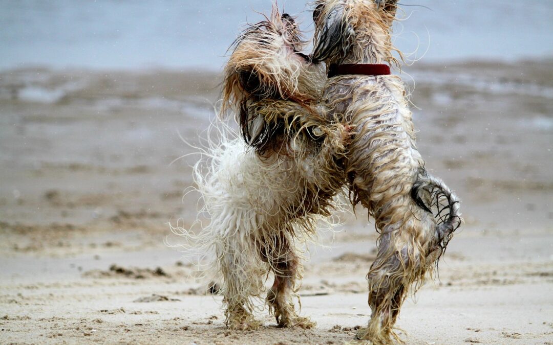 Für dich, deinen Hund, bietet Reico das mineralische Gleichgewicht. Hochwertige Inhaltsstoffe fördern Vitalität und Gesundheit. Entdecke die perfekte Balance für dein Hundeleben.