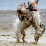 Für dich, deinen Hund, bietet Reico das mineralische Gleichgewicht. Hochwertige Inhaltsstoffe fördern Vitalität und Gesundheit. Entdecke die perfekte Balance für dein Hundeleben.