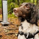 Dein Hund benötigt ausgewogenes Futter, reich an Nährstoffen. Achte auf hochwertiges Hundefutter mit Fleisch, um seine Gesundheit und Vitalität zu unterstützen.