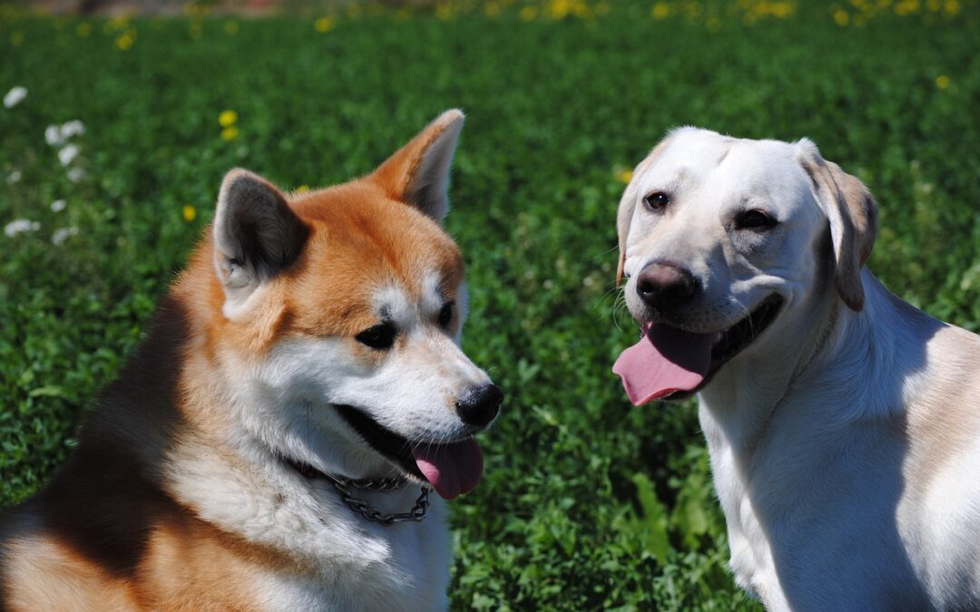 Dein Hund hat Verdauungsprobleme? Füttere leicht verdauliches, hochwertiges Futter. Ergänze mit probiotischen Nahrungsergänzungen für eine gesunde Verdauung.