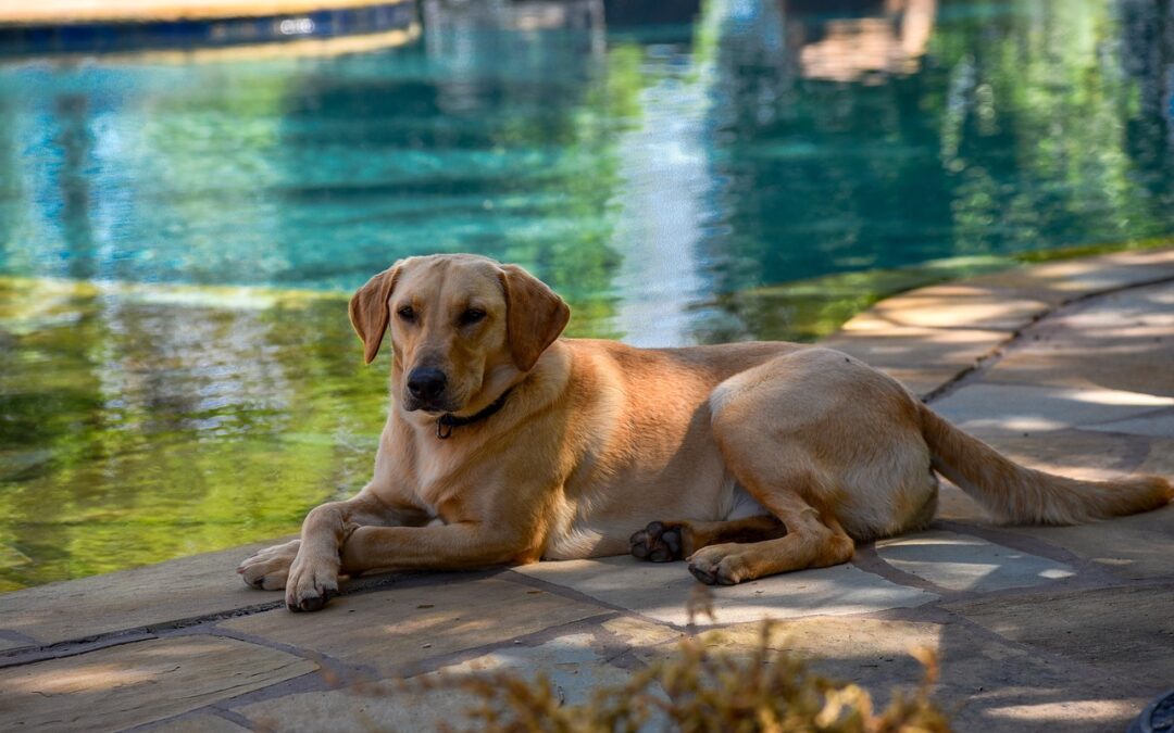 Reico's Trockenfutter für dich, den aktiven Hund, bietet hochwertige Proteine und Energie. Perfekte Unterstützung für deine Aktivitäten und Lebensfreude.