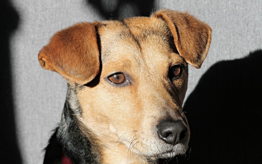 Mit Curadog von Reico sorgst du liebevoll für die Gesundheit deines Hundes. Entdecke natürliche Pflegeprodukte für ein rundum gutes Wohlbefinden.