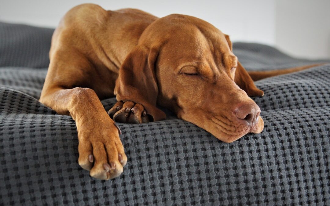 Entdecke mit Reico das beste Hundefutter. Verwöhne deinen Vierbeiner mit hochwertigen Zutaten für Gesundheit, Energie und Lebensfreude.