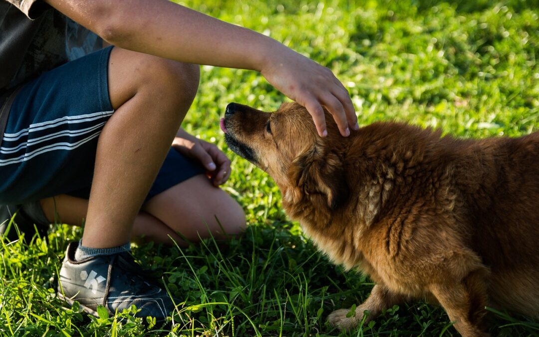 Dein Hund verdient Linderung. Probiere natürliche Kräuter gegen Allergien. Kamille, Brennnessel und Schafgarbe können beruhigend wirken. Entdecke die Heilkraft der Natur.