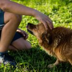 Dein Hund verdient Linderung. Probiere natürliche Kräuter gegen Allergien. Kamille, Brennnessel und Schafgarbe können beruhigend wirken. Entdecke die Heilkraft der Natur.