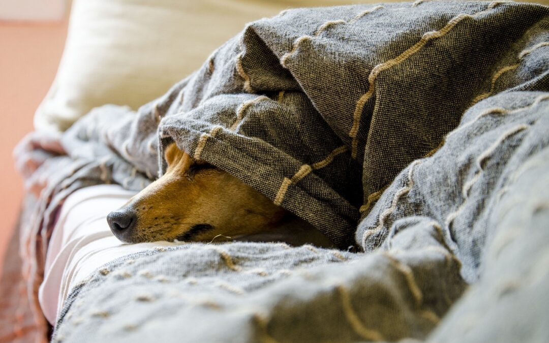 Entdecke die Vielfalt von Reico Vital Hundefutter. Verwöhn dich mit hochwertiger Nahrung für Gesundheit und Lebensfreude deines Hundes.