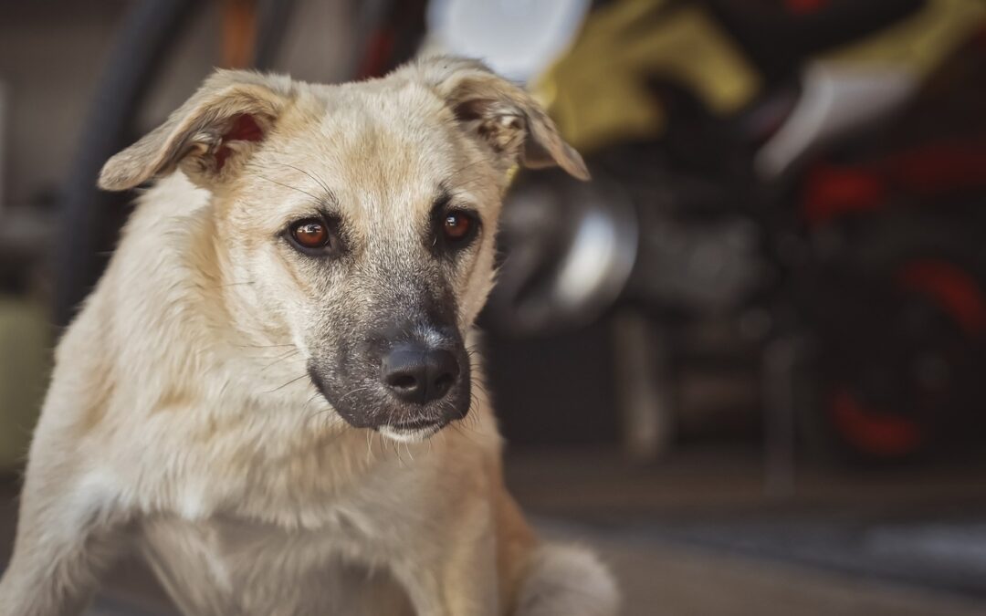 Vertrau uns, denn wir setzen auf Qualität. In unserem Reico Hundefutter findest du keine Schlachtabfälle – nur hochwertige Inhaltsstoffe für dein Wohlbefinden.