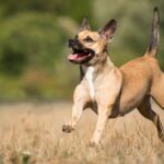 Dein Hund verdient bestes Futter mit viel Fleisch. Es fördert Gesundheit, Energie und Geschmack. Wähle Qualität für ein glückliches Hundeleben.