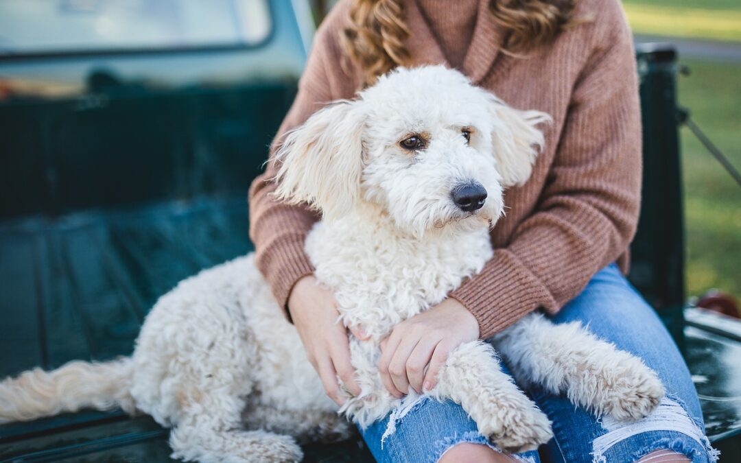 Mit MaxiDog von Reico gönnst du deinem Hund hochwertiges Futter. Genieße die Qualität für Gesundheit und ein glückliches Hundeleben.