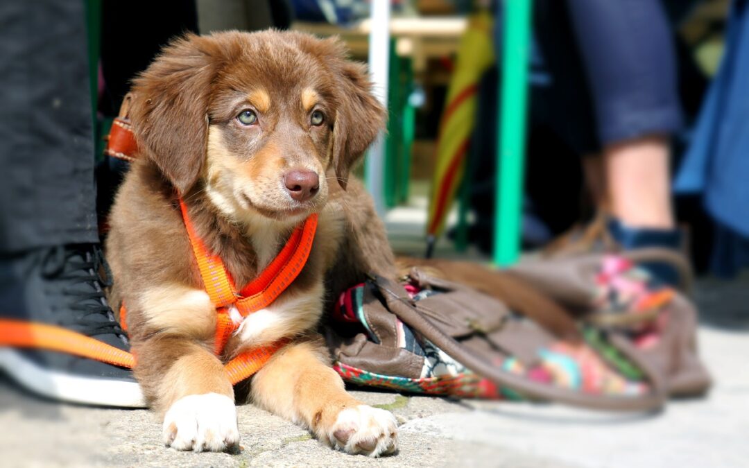 Dein Hund verdient bestes Futter mit viel Fleisch. Es fördert Gesundheit, Energie und Geschmack. Wähle Qualität für ein glückliches Hundeleben.