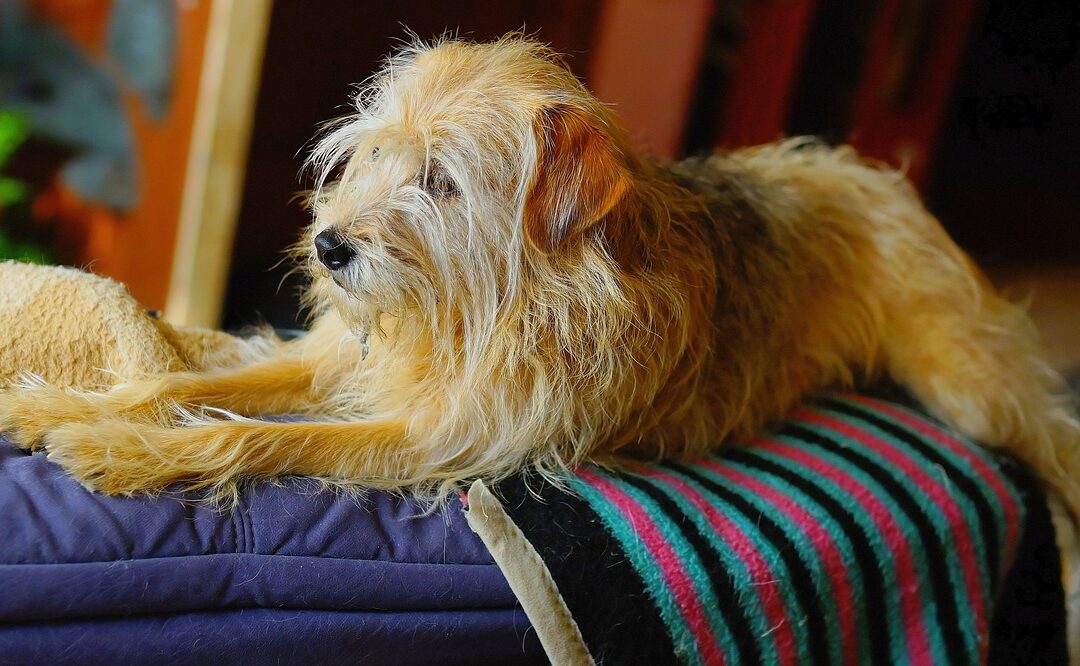 Reico Vital Hundefutter bietet hochwertige Nahrung für deinen Hund. Mit natürlichen Zutaten fördert es Gesundheit, Energie und Wohlbefinden. Empfehlenswert!
