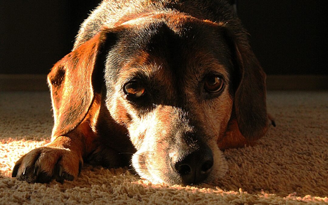 Gib deinem Hund das Beste mit hochwertigem Hundefutter von Reico Vital. Wertvolle Zutaten fördern seine Gesundheit und sorgen für ein glückliches, aktives Leben.