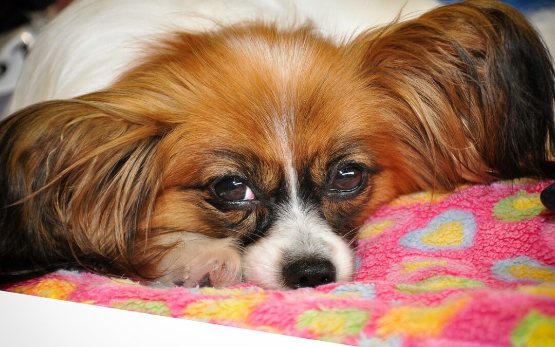 Verwöhne deinen Hund mit hochwertigem Hundefutter, das einen hohen Fleischanteil bietet. Gib ihm das Beste für Geschmack und Gesundheit.