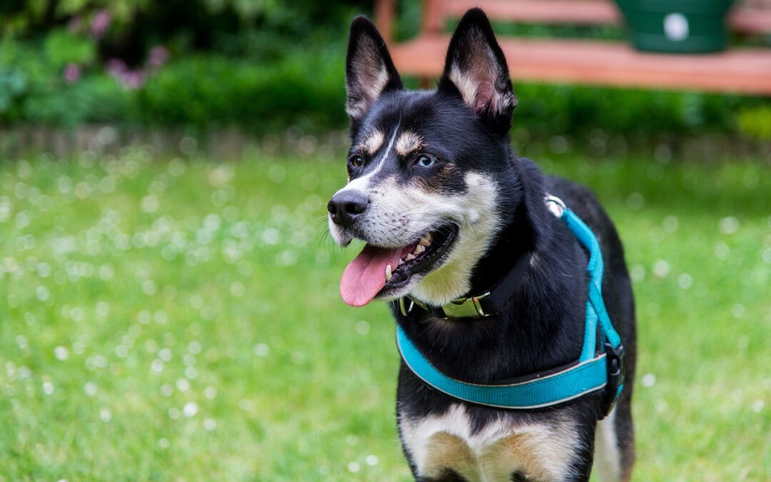 Reico Vital Hundefutter bietet hochwertige Nahrung für deinen Hund. Mit natürlichen Zutaten fördert es Gesundheit, Energie und Wohlbefinden. Empfehlenswert!