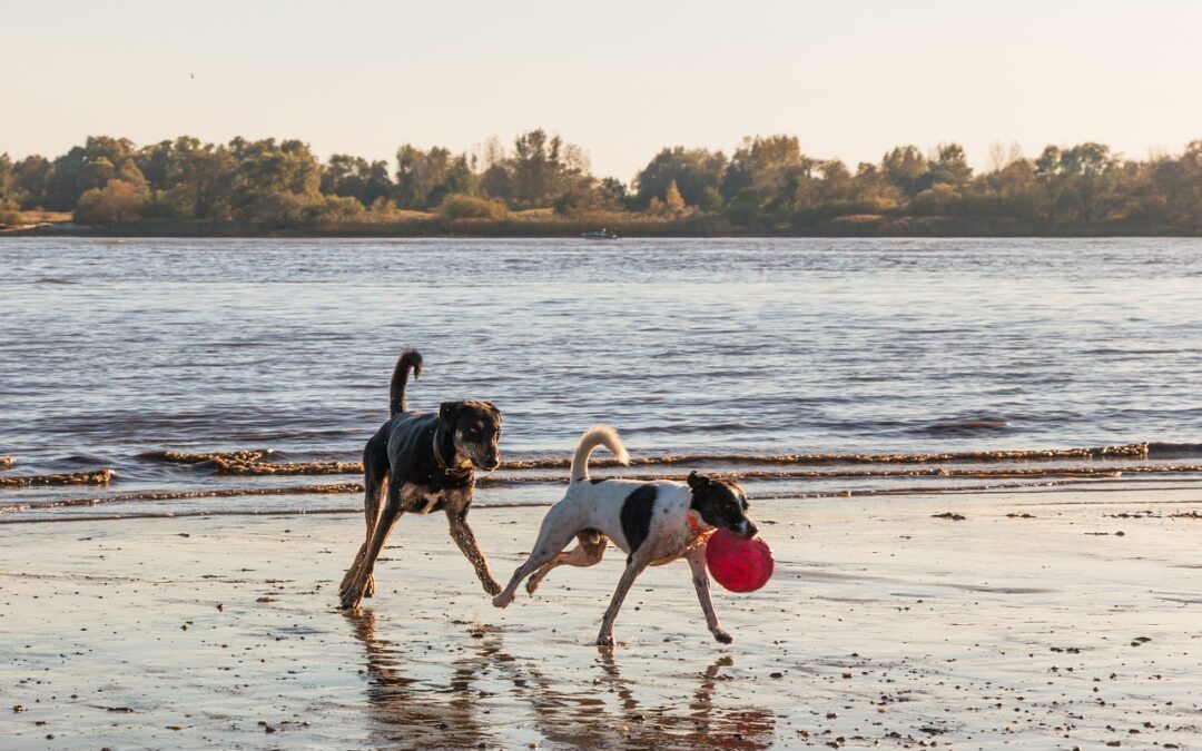 Reico Vital Hundefutter bietet hochwertige Nahrung für deinen Hund. Mit natürlichen Zutaten fördert es Gesundheit, Energie und Wohlbefinden. Empfehlenswert!