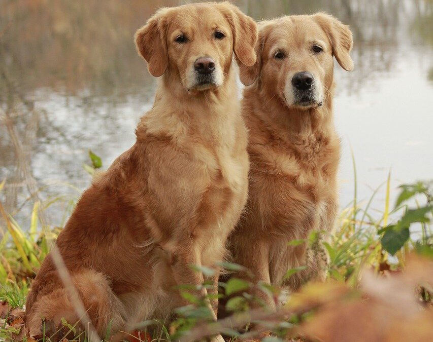 Dein Hund hat Fellprobleme? Verwende Reico für eine optimale Fellpflege. Hochwertige Inhaltsstoffe fördern Gesundheit und glänzendes Fell.
