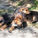 Dein Hund verdient Linderung. Probiere natürliche Kräuter gegen Allergien. Kamille, Brennnessel und Schafgarbe können beruhigend wirken. Entdecke die Heilkraft der Natur.