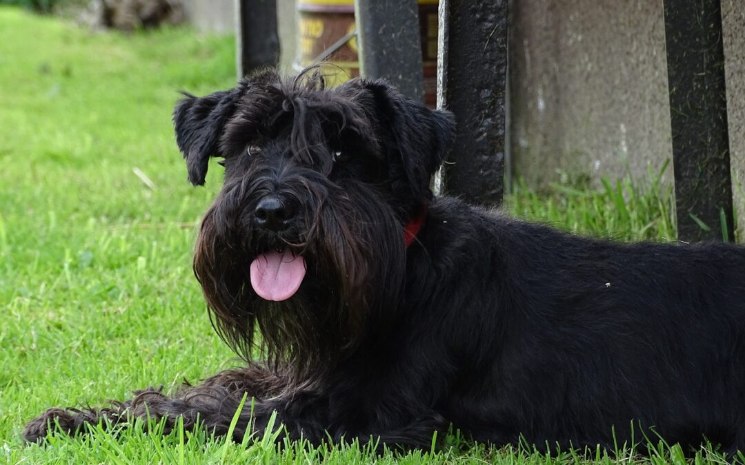 Reico's Nassfutter für dich, deinen Hund, besteht aus hochwertigen Zutaten. Genieße die Vielfalt, Geschmack und Nährstoffe für ein gesundes Hundeleben.