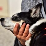 Dein Hund hat Fellprobleme? Verwende Reico für eine optimale Fellpflege. Hochwertige Inhaltsstoffe fördern Gesundheit und glänzendes Fell.