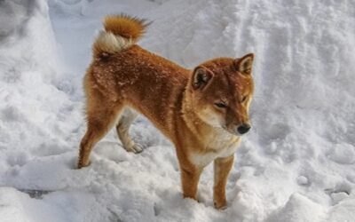 Achte im Winter besonders auf meine Ernährung. Gib mir ausgewogenes Futter, das reich an Nährstoffen ist, um mich vor Kälte zu schützen. Maxidog Olymp von Reico mit hohem Fleischanteil. Ergänze meine Mahlzeiten mit gesunden Leckereien und pass die Portionsgrößen an meine Aktivitäten an. So sorgst du dafür, dass ich auch in der kalten Jahreszeit gesund und fit bleibe.