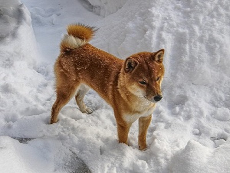 Achte im Winter besonders auf meine Ernährung. Gib mir ausgewogenes Futter, das reich an Nährstoffen ist, um mich vor Kälte zu schützen. Maxidog Olymp von Reico mit hohem Fleischanteil. Ergänze meine Mahlzeiten mit gesunden Leckereien und pass die Portionsgrößen an meine Aktivitäten an. So sorgst du dafür, dass ich auch in der kalten Jahreszeit gesund und fit bleibe.