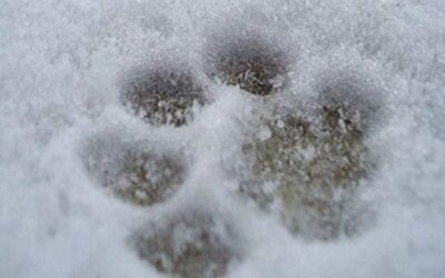 Im Winter braucht dein Hund besondere Pflege für sein Fell und seine Pfoten. Bürste deinen Hund regelmäßig, um loses Haar zu entfernen, und schütze seine Pfoten vor Streusalz und Kälte. Verwende Pfotenbalsam, um Risse zu verhindern. So bleiben sein Fell und seine Pfoten gesund und ich kann die winterlichen Spaziergänge voll genießen.