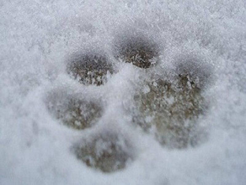 Im Winter braucht dein Hund besondere Pflege für sein Fell und seine Pfoten. Bürste deinen Hund regelmäßig, um loses Haar zu entfernen, und schütze seine Pfoten vor Streusalz und Kälte. Verwende Pfotenbalsam, um Risse zu verhindern. So bleiben sein Fell und seine Pfoten gesund und ich kann die winterlichen Spaziergänge voll genießen.