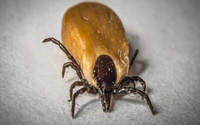 Achte gut auf deinen Hund, wenn es um Zecken, Milben und Parasiten geht. Checke sein Fell regelmäßig, besonders nach Spaziergängen im Gras oder Wald. Verwende vorbeugende Mittel, um ihn zu schützen. Bei Anzeichen von Unwohlsein oder Hautirritationen, hilft Floh- und Zeckenabwehrmittel von Reico.