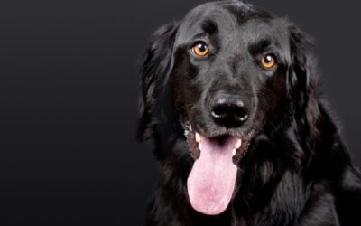 Die Zeit, die du in die Beobachtung und Interpretation der Körpersprache investierst, wird nicht nur deine Bindung zu deinem Hund stärken, sondern auch dazu beitragen, dass ihr einander besser versteht.