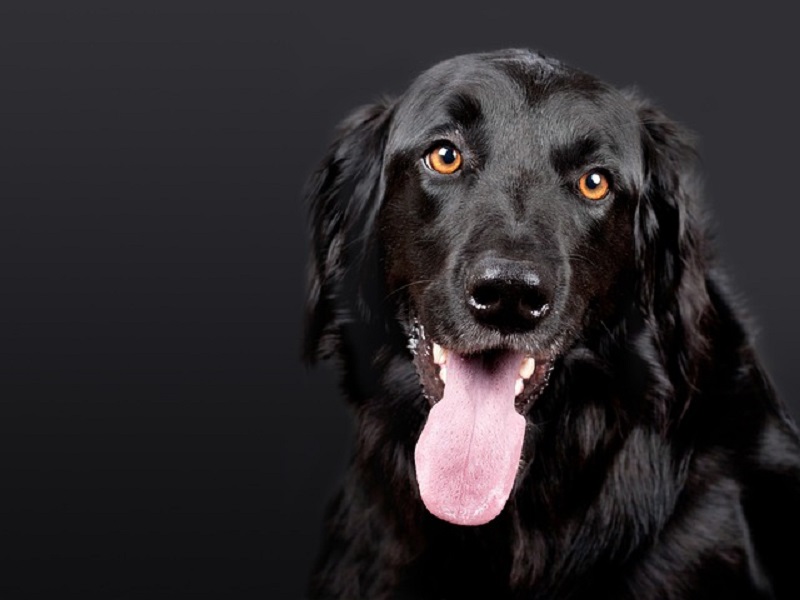 Die Zeit, die du in die Beobachtung und Interpretation der Körpersprache investierst, wird nicht nur deine Bindung zu deinem Hund stärken, sondern auch dazu beitragen, dass ihr einander besser versteht.