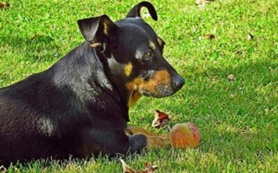 Ja, du kannst deinem Hund Äpfel geben. Äpfel sind für Hunde sicher und können als gesunde Leckerei dienen. Entferne jedoch die Kerne und schneide den Apfel in kleine Stücke, um Verschluckungsgefahr zu vermeiden. Achte darauf, dass dein Hund Äpfel in Maßen genießt, da Übermengen Magenprobleme verursachen können. Sollte er schon Probleme mit dem Magen haben, Pro 5 von Reico Vital hilft.