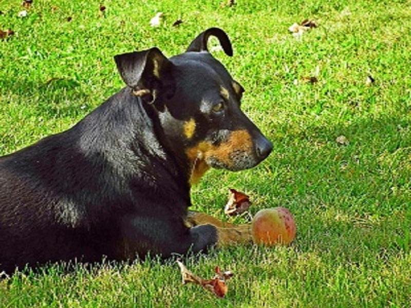 Dürfen Hunde Äpfel fressen ? - REICO Hundefutter