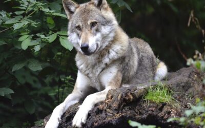 Das Fressverhalten der Wölfe bietet uns faszinierende Einblicke in die Bedürfnisse und Präferenzen unserer Hunde.