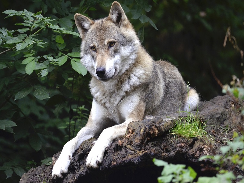 Das Fressverhalten der Wölfe bietet uns faszinierende Einblicke in die Bedürfnisse und Präferenzen unserer Hunde.