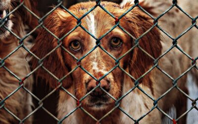 Jeder Hund im Tierheim hat eine Geschichte zu erzählen, und oft sind es Geschichten von Überleben, Mut und einer zweiten Chance.