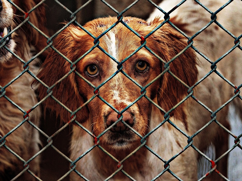 Jeder Hund im Tierheim hat eine Geschichte zu erzählen, und oft sind es Geschichten von Überleben, Mut und einer zweiten Chance.