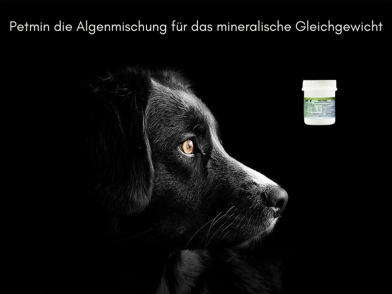 Petmin von Reico, die Algenmischung für das mineralische Gleichgewicht deines Hundes