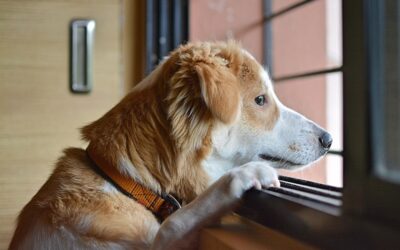 In diesem Beitrag werden wir gemeinsam durchgehen, wie du deinem Hund beibringen kannst, gelassen und entspannt alleine zu bleiben.