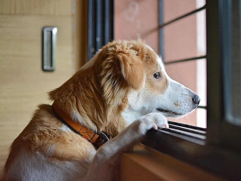 Wie bleibt mein Hund alleine zuhause ?