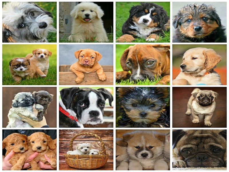 Von Spielzeugen über Futter bis hin zu Trainingsausrüstung gibt es hier alles, was das Hundeherz begehrt.