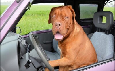 Hier sind also einige Tipps und Tricks, wie wir gemeinsam das Beste aus unseren Autoreisen mit Hund herausholen können.