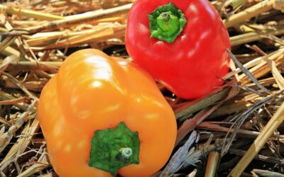 Paprika kann eine gesunde und schmackhafte Ergänzung zur Ernährung deines Hundes sein
