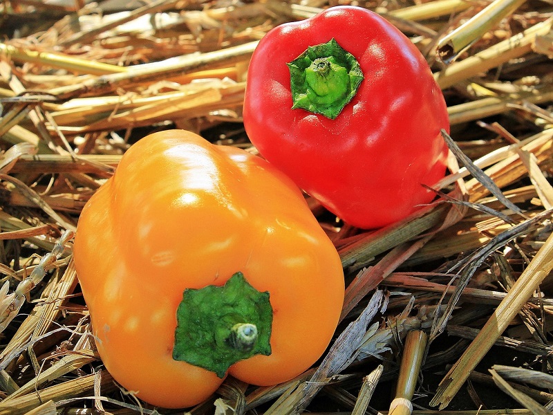 Paprika kann eine gesunde und schmackhafte Ergänzung zur Ernährung deines Hundes sein
