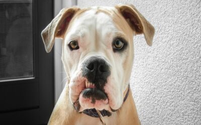 Ein paar lustige Worte von deinem Hund.