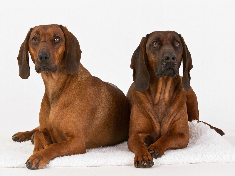 Der Hundetag in Dorsten ist mehr als nur ein Event für Hundebesitzer