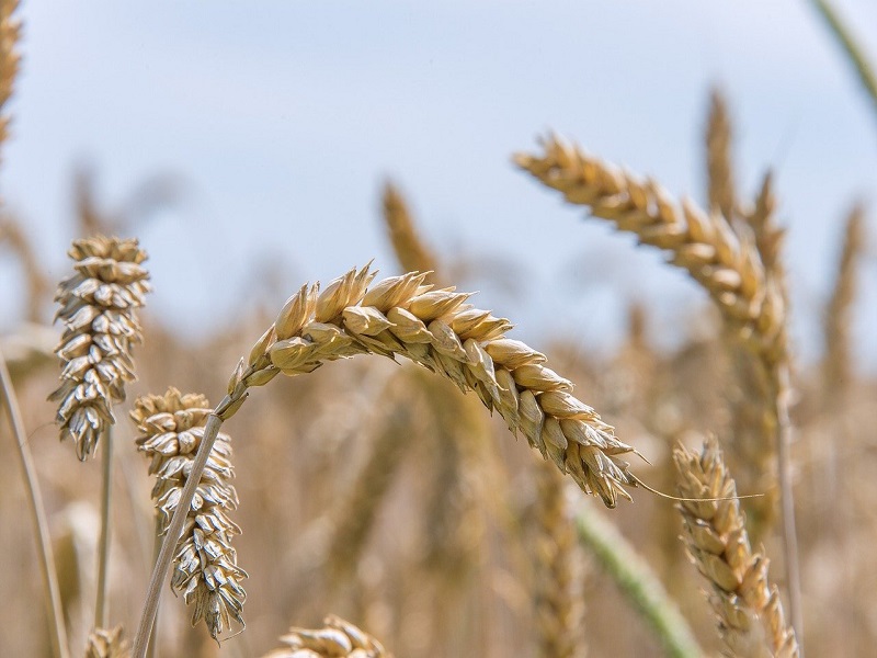 Verursacht Getreide im Hundefutter Allergien?